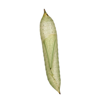 Green Butterfly Chrysalis or Pupa on a Branch
