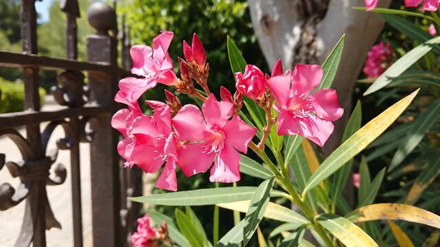 Close up of blooming pink oleander flowers with iron fence detail