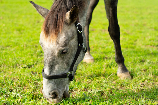 Majestic gray horse grazing peacefully in a lush green meadow under the warm sunlight of a serene afternoon in the countryside