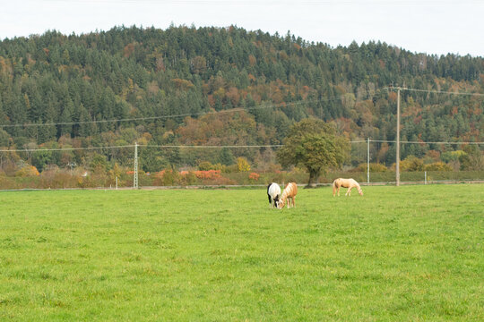 In a picturesque landscape, horses leisurely graze in a lush green meadow. They are surrounded by vibrant autumn trees, all set beneath a clear and brilliant blue sky