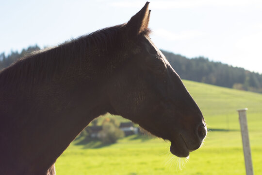 Majestic black horse silhouetted against a lush green field during a golden afternoon in the countryside, embodying the spirit of nature and tranquility