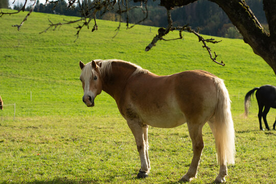 Majestic horse stands peacefully in lush green pasture under bright sunlight on a serene day in the countryside, surrounded by nature's beauty and tranquility
