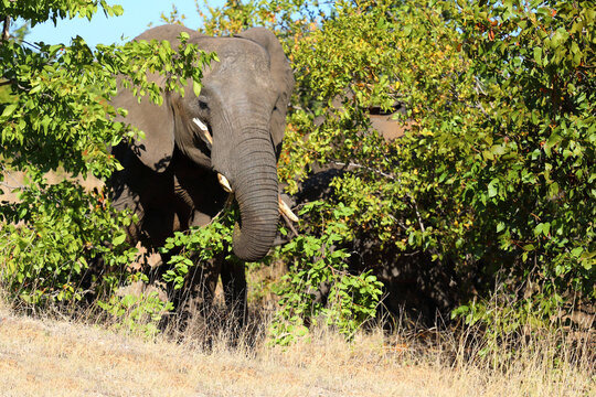 Afrikanischer Elefant / African elephant / Loxodonta africana