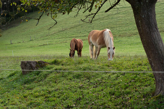 Two horses grazing peacefully in a lush green pasture under a tree during a serene afternoon in rural countryside