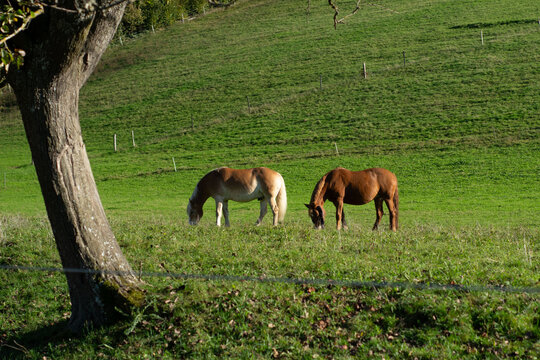 Wild horses graze peacefully in a lush green meadow under the warm glow of the afternoon sun in a tranquil countryside setting near a towering tree