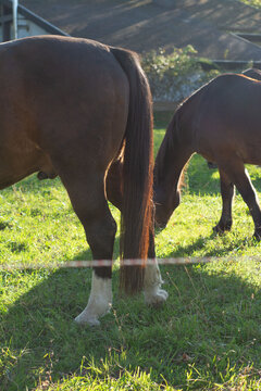 Majestic horses grazing peacefully in a sunlit meadow under the gentle embrace of a warm afternoon glow near a serene landscape rich with nature