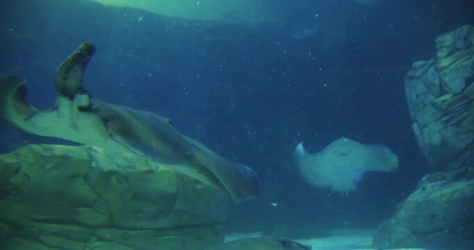 Explore the underwater world with stingrays in Toronto's aquarium