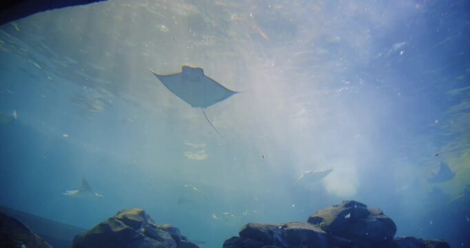 Manta rays swimming in Aquarium in Toronto during afternoon visit