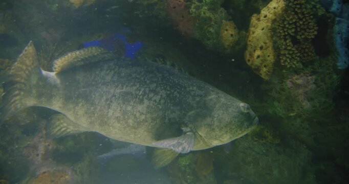 Explore fish in an aquarium in Toronto and watch their movements