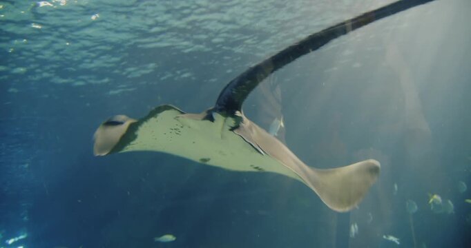Discover stingrays swimming at the Toronto aquarium during the day