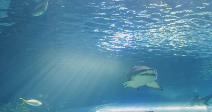 Exploring underwater life at Toronto Aquarium with sharks and more