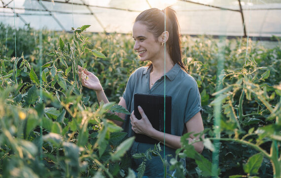 Smiling agronomist examining tomato plants in greenhouse