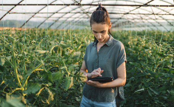 Agronomist using tablet to monitor tomato crop in greenhouse