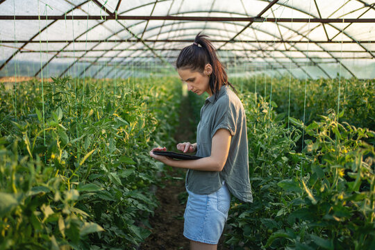 Female agricultural specialist monitoring tomato plants