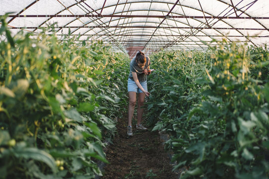 Woman checking crop growth inside commercial greenhouse
