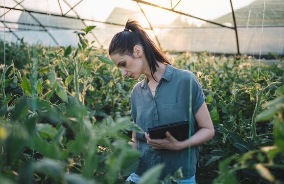 Agronomist inspecting tomato plants in greenhouse using tablet