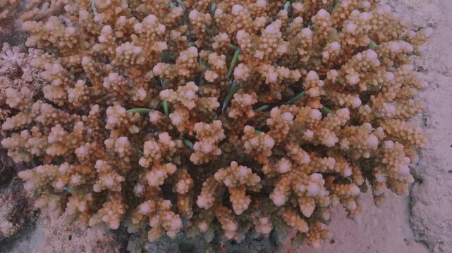 Small anthias fish hide in coral.