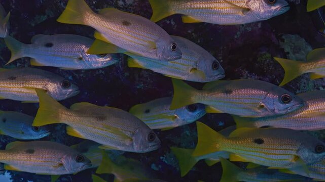 One spot snapper fish up close.