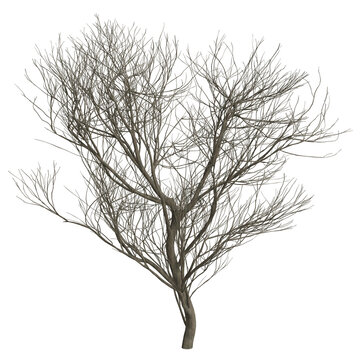 bare, leafless tree, showcasing its intricate branch structure