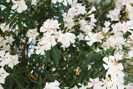 In a tranquil garden, clusters of delicate white flowers bloom against a backdrop of lush green leaves, bathed in golden sunlight, creating a serene and peaceful setting.