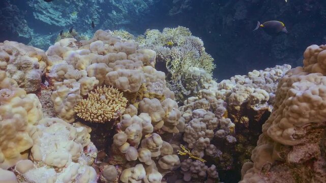 Swim through coral canyon in reef.