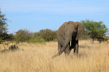 Fototapeta premium Afrikanischer Elefant / African elephant / Loxodonta africana