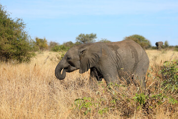 Obraz premium Afrikanischer Elefant / African elephant / Loxodonta africana