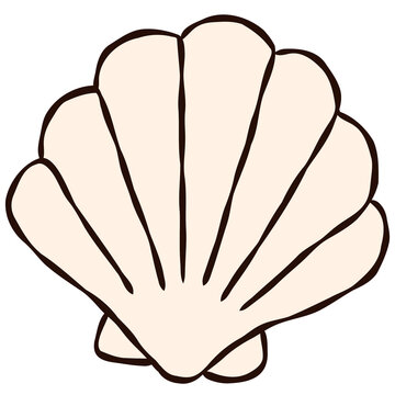 Cream Scallop Seashell Coastal Line Art Illustration