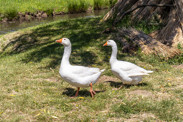 Pair of White Geese on Green Grass © Gheorghe