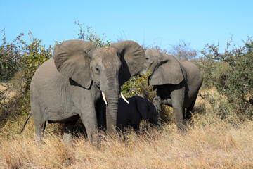 Obraz premium Afrikanischer Elefant / African elephant / Loxodonta africana