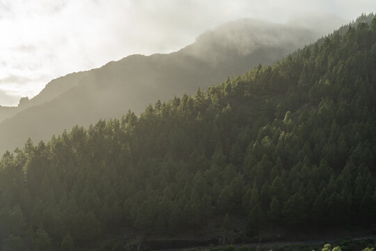 View of the pine forest on the slopes of Chinyero volcano with sunlight filtering through the mist in Santa Cruz de Tenerife, Canarias, Spain.