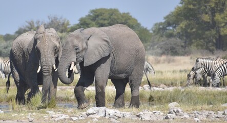 Obraz premium Two African elephants standing together drinking water at a watering hole in the Etosha National Park in Namibia