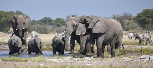 Obraz premium A family of African elephants standing at a watering hole drinking in the Etosha National Park in Namibia