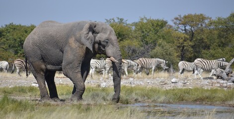 A large, freshly washed African elephant walking in a watering hole in front of a herd of zebras in...