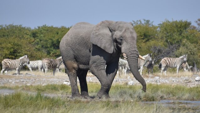 A lone African elephant walking in front of a herd of zebras near a watering hole in the Etosha National Park in Namibia