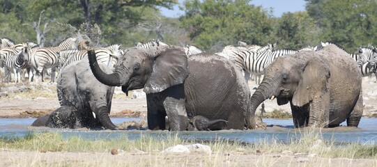 A group of beautiful young African elephants washing and playing together at a watering hole in the...