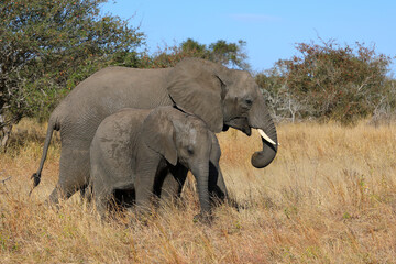 Obraz premium Afrikanischer Elefant / African elephant / Loxodonta africana