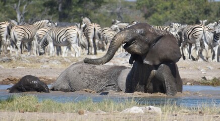 A beautiful and happy African elephant washing itself at a watering hole in the Etosha National Park in Namibia © Mick Carr