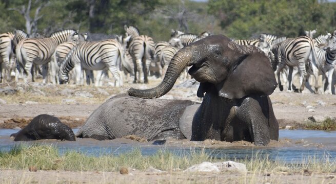 A beautiful and happy African elephant washing itself at a watering hole in the Etosha National Park in Namibia