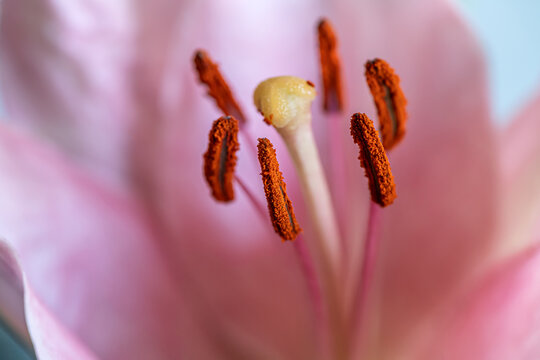 Macro close-up of pink lily flower showing stamens, anthers with orange pollen and central pistil, shallow depth of field