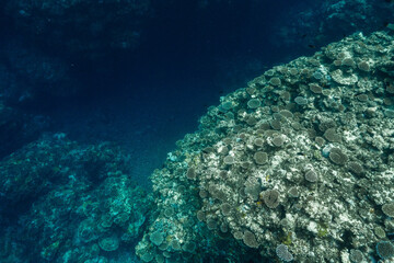 Beautiful tropical coral reef underwater in clear blue ocean © Satoshi