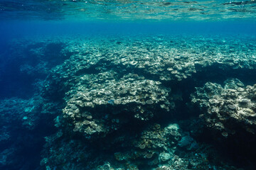 Scenic underwater view of coral formations in tropical sea © Satoshi