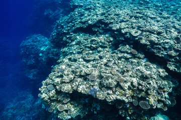 Panoramic underwater view of a tropical coral reef © Satoshi