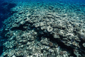 Massive coral reef formations beneath crystal clear tropical water © Satoshi