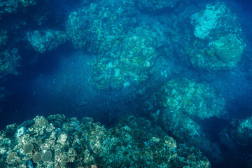 Natural underwater scenery of a tropical coral reef ecosystem © Satoshi