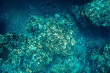 Diverse coral formations creating a beautiful underwater landscape © Satoshi