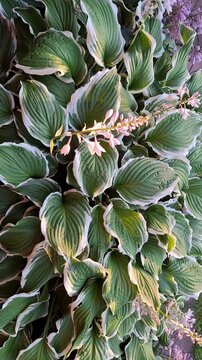 Vertical video of lush variegated hosta leaves and delicate pink flowers swaying gently in a shaded garden, creating a tranquil botanical background.