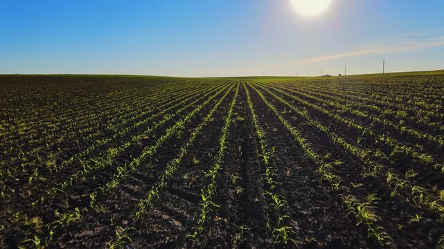 Green corn seedlings growing in rows on an agricultural field under a bright sun and clear blue sky in the countryside