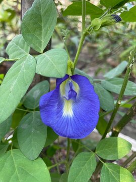 Beautiful single blue butterfly pea flower blooming on a green leafy vine plant