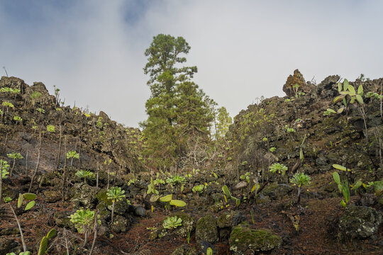View of Chinyero volcanic landscape featuring rugged lava rocks, green succulents, and pine trees under a cloudy sky in Santa Cruz de Tenerife, Canarias, Spain.
